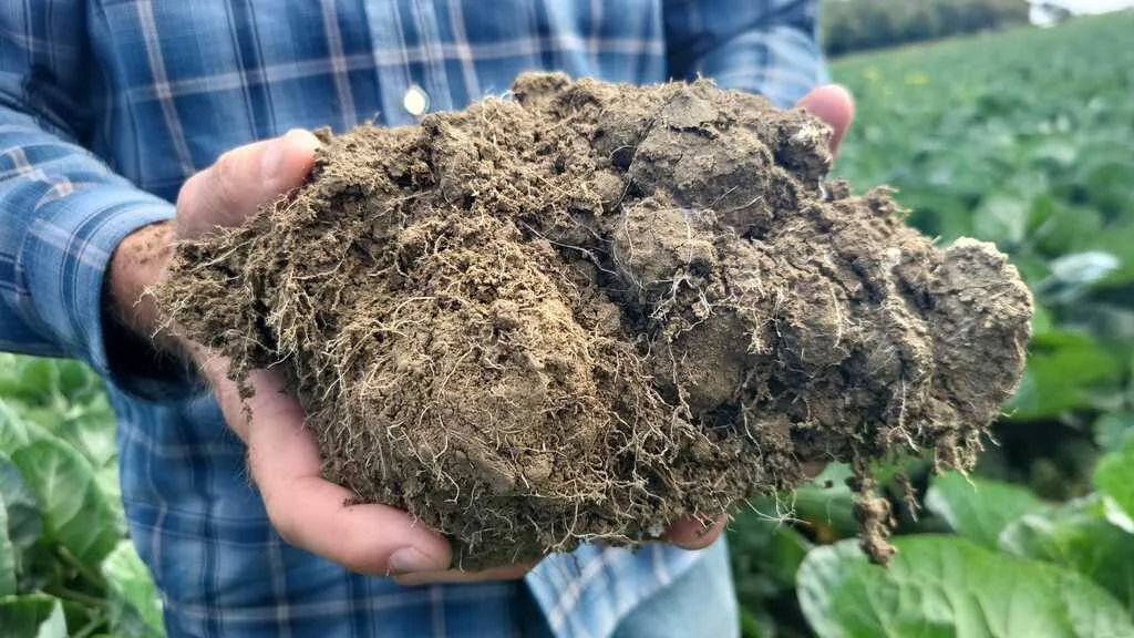 build-img-soilbeat